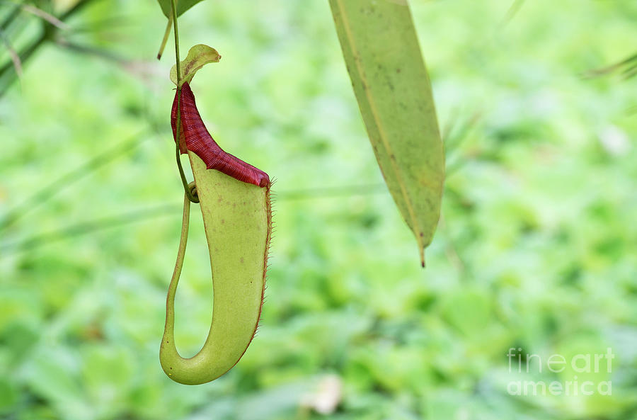 Nepenthes Tropical Pitcher Plant Trap  Photograph by Tim Gainey