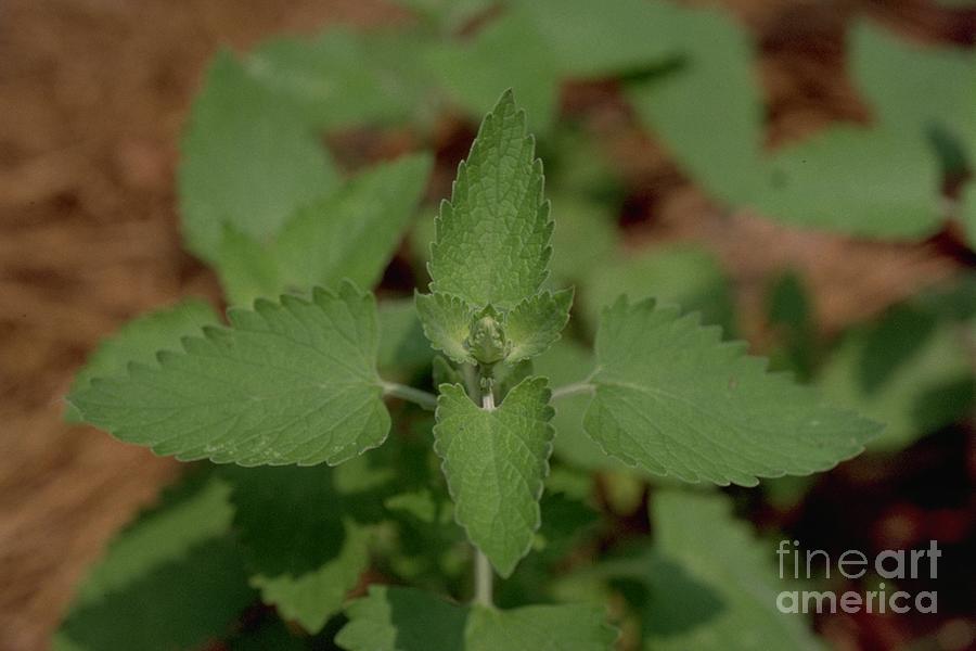 Nepeta Cataria Catnip 1 Photograph By Cheryl Ann Meola Pixels