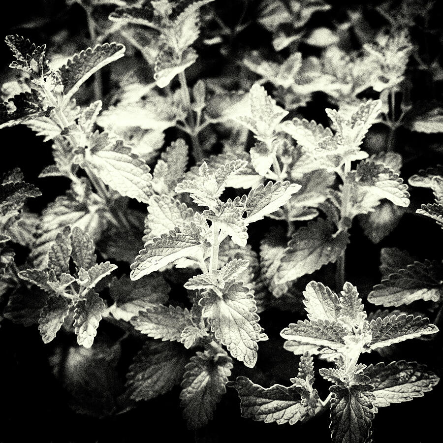 Nepeta Grandiflora Leaves Monochrome Photograph by Tanya C Smith