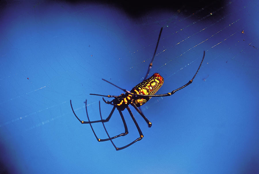 Nephila pilipes Spider, Wood Spider Photograph Ashok
