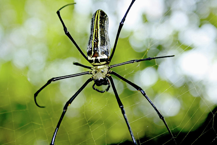 Nephila pilipes Spider, Giant Wood Spider Photograph by