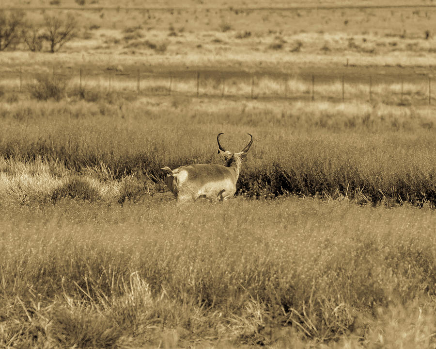 Nervous Pronghorn 001127 Photograph by Renny Spencer - Fine Art America