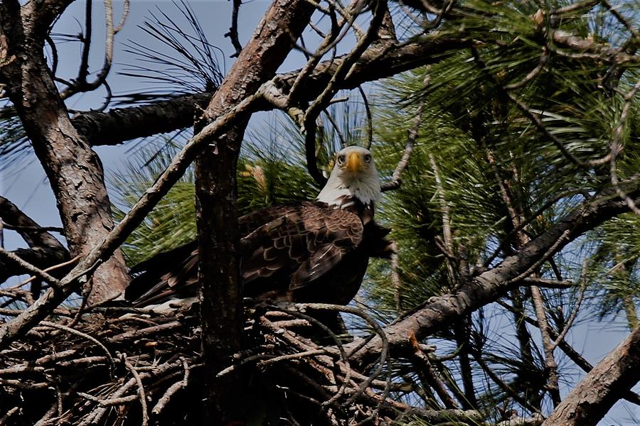 Nest Bald Eagle Photograph by Nick Carroll - Fine Art America