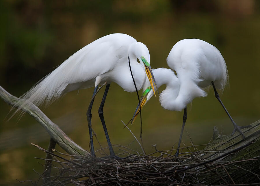 Nest Building Photograph by Daniel Fleming Nest Building Photograph by Daniel Fleming