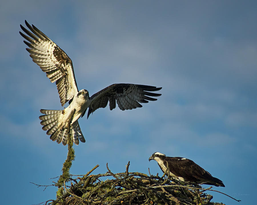 osprey nest building