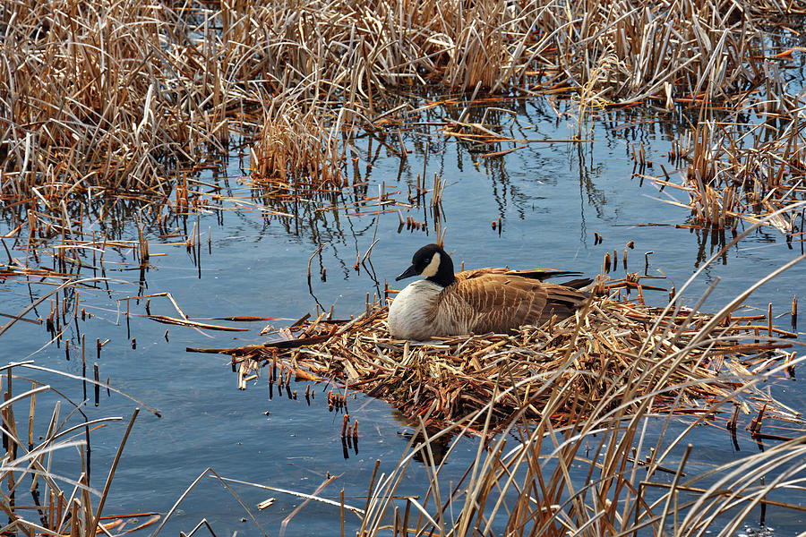 Nest Duty - Mother Goose sitting on her nest at Horicon Marsh near Waupun WI Photograph by Peter Herman
