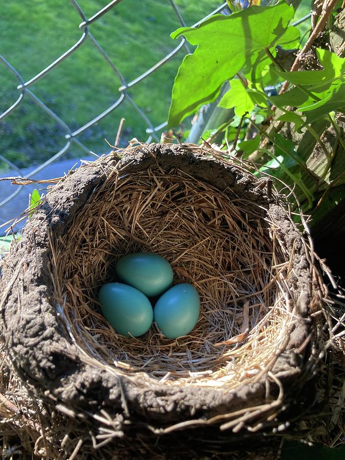 Nest Photograph by Michele Turner | Fine Art America