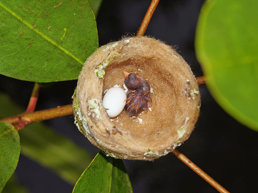 Nest of hummingbird with one egg on one baby Photograph by Damocean