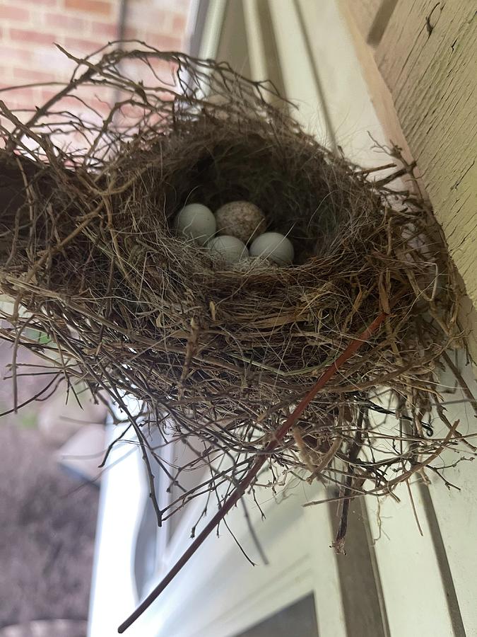 Nest Surprise Photograph by Charles Canterbury - Fine Art America