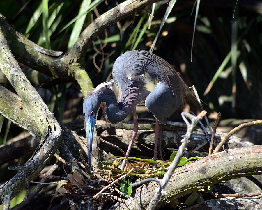 Tricolor Heron Nest Under Consruction Photograph by Carla Parris