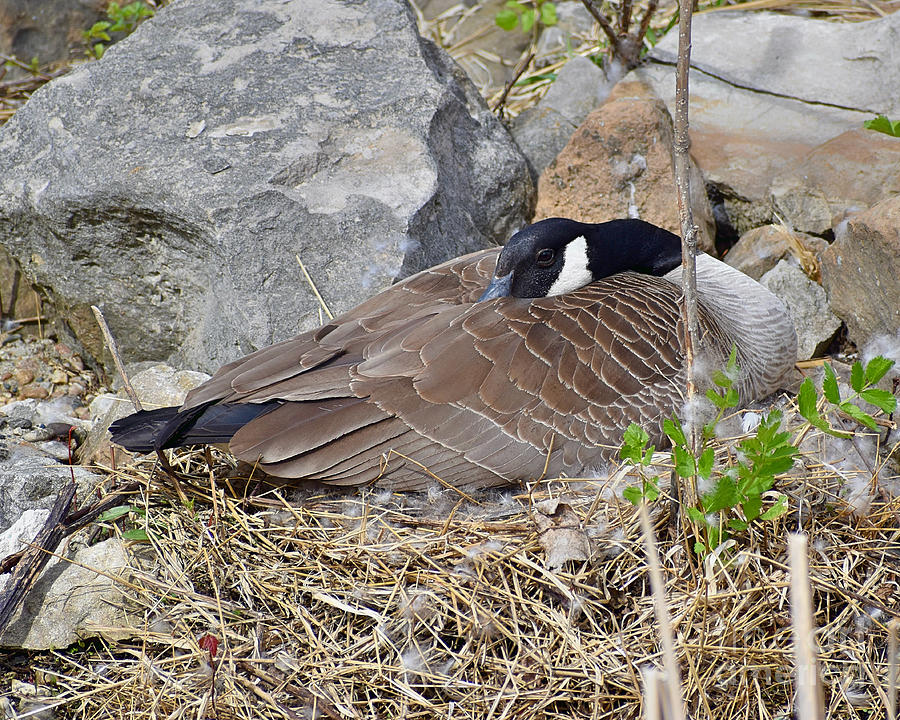 Nesting And Resting Photograph