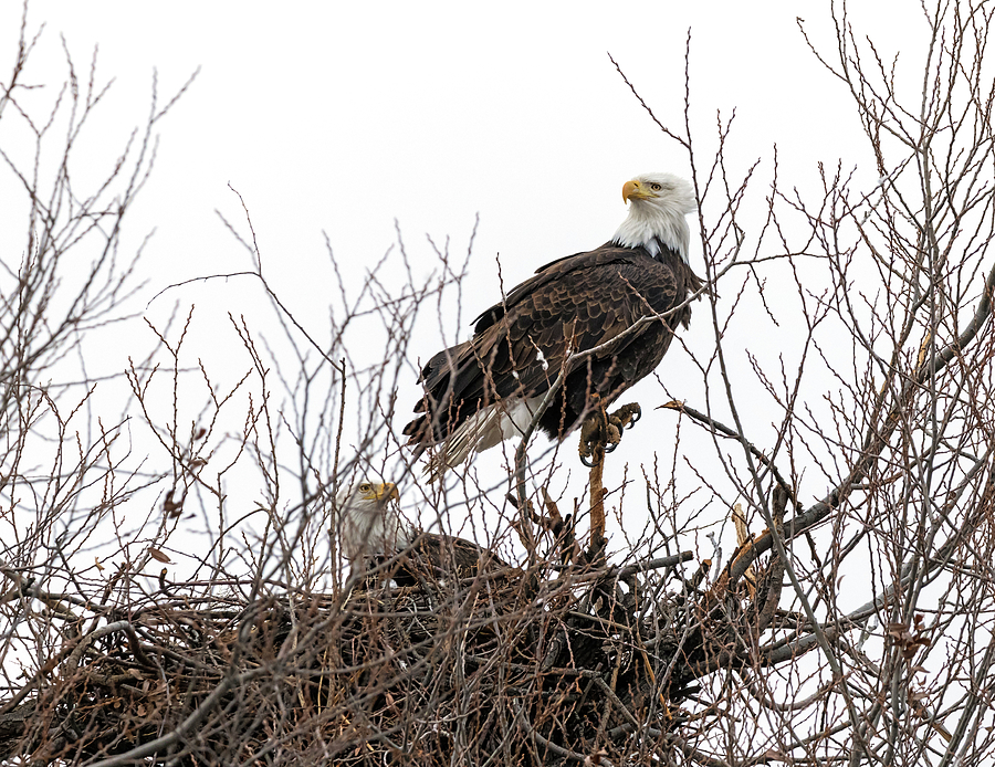 Nesting Bald Eagles Photograph by Loree Johnson