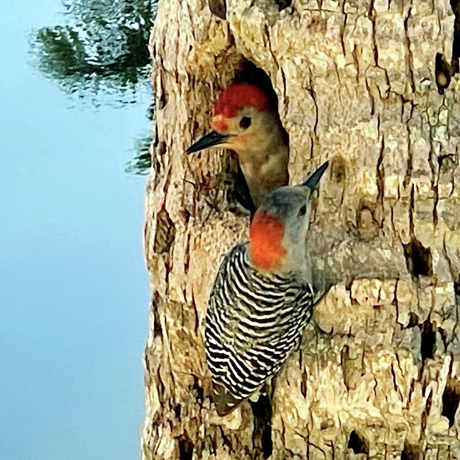Nesting Begins For The Red Bellied Woodpecker Pair Photograph