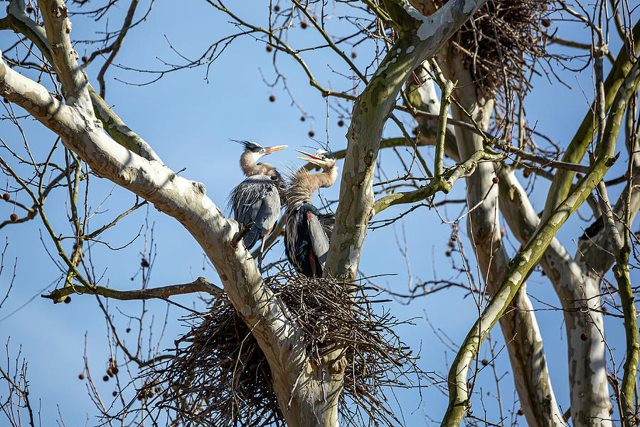 Nesting Behavior Photograph by Dale Kincaid