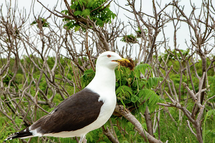 Nesting Black-Backed Gull Photograph by Denise Kopko