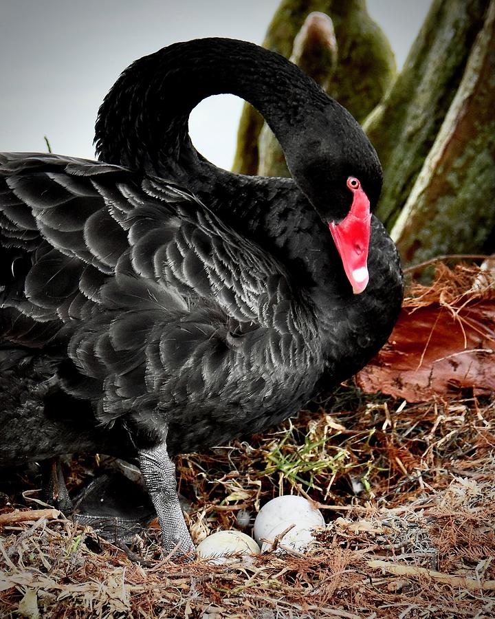 Nesting Black Swan With Eggs Photograph by Carol Bradley