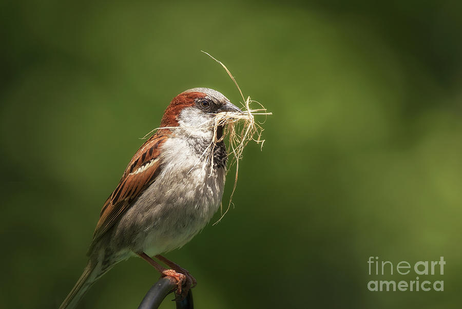 Sparrow Photograph - Nesting - Common Sparrow - Passer domesticus by Spencer Bush