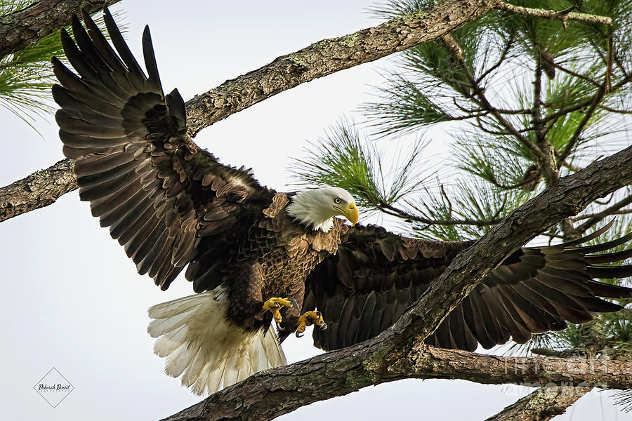 Nesting Eagle Port Orange Photograph by Deborah Benoit