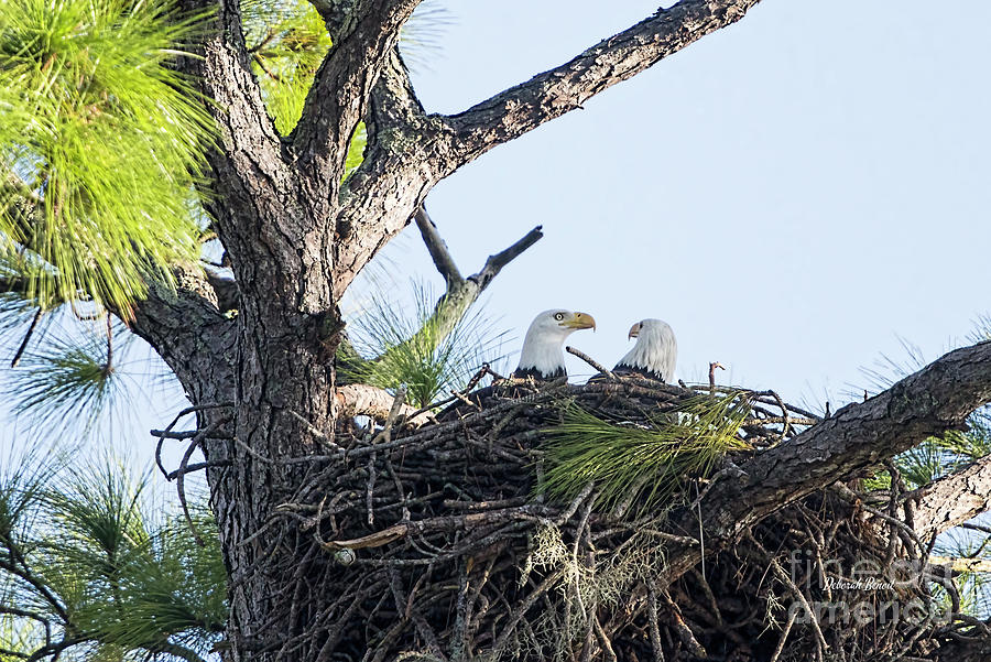 Nesting Eagles 2020 Photograph by Deborah Benoit