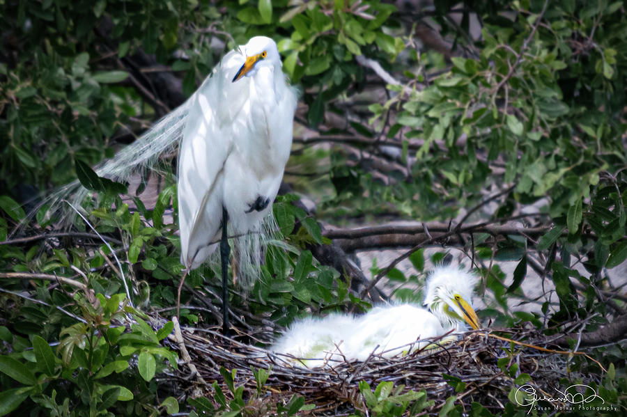 Nesting Egret with Chicks Photograph by Susan Molnar
