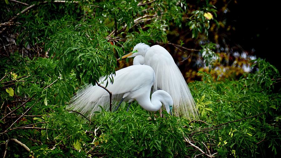 Nesting Egrets Photograph by Carol Bradley