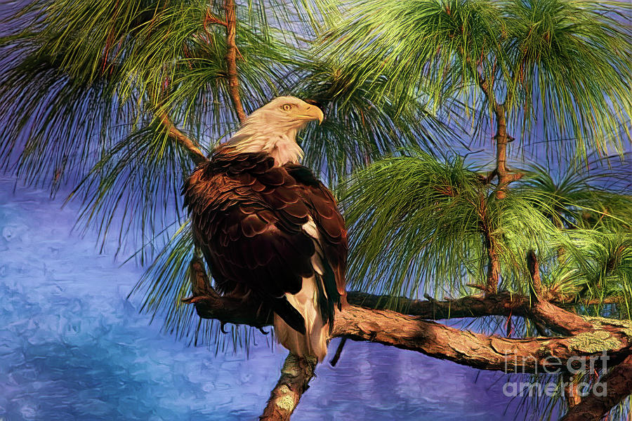 Nesting Florida Eagle Photograph by Deborah Benoit