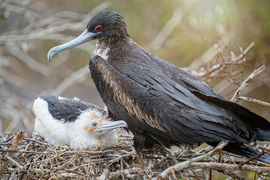 Nesting Frigatebird and Chick Galapagos Islands Photograph by Joan Carroll