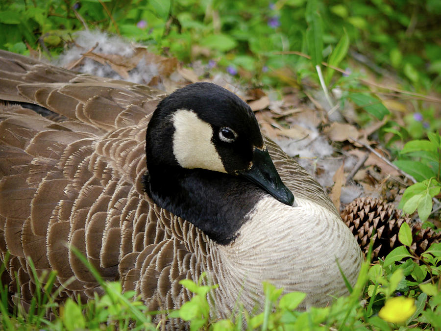 Nesting Goose Photograph by Rachel Morrison
