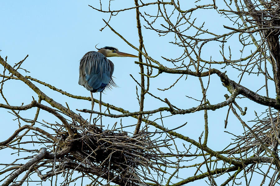 Nesting Great Blue Heron Photograph by Paul Giglia