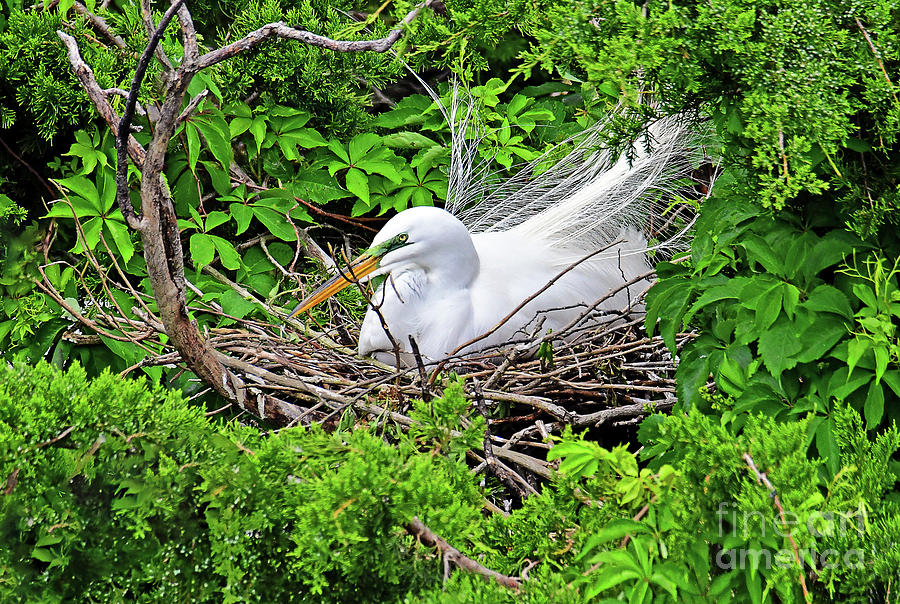 Nesting Great Egret Photograph