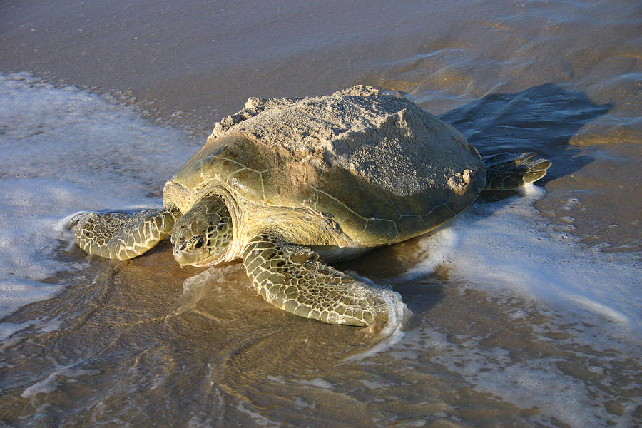 Nesting Green Turtle Photograph by Dawn Witherington - Fine Art America