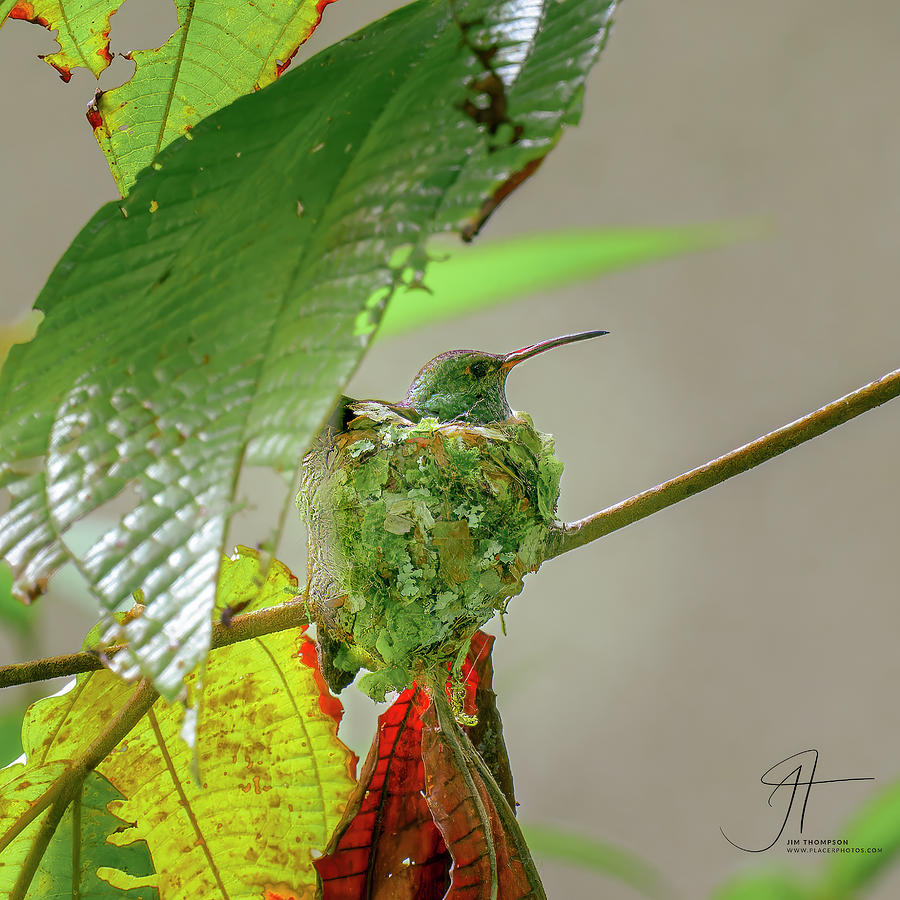 Nesting Hummingbird Photograph by Jim Thompson