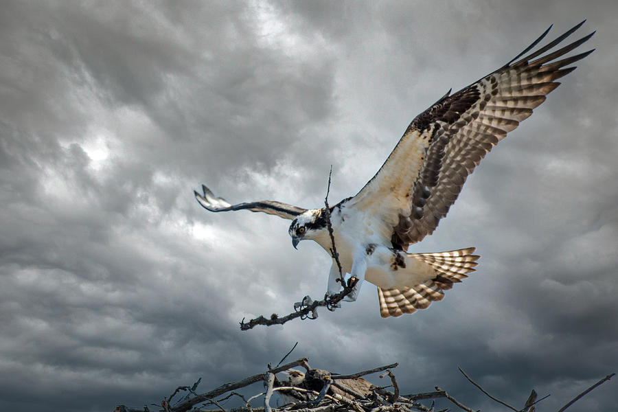 The Nest Builder Photograph by Joy McAdams