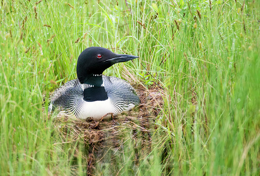 Nesting Loon 2 Photograph by Gordon Ripley