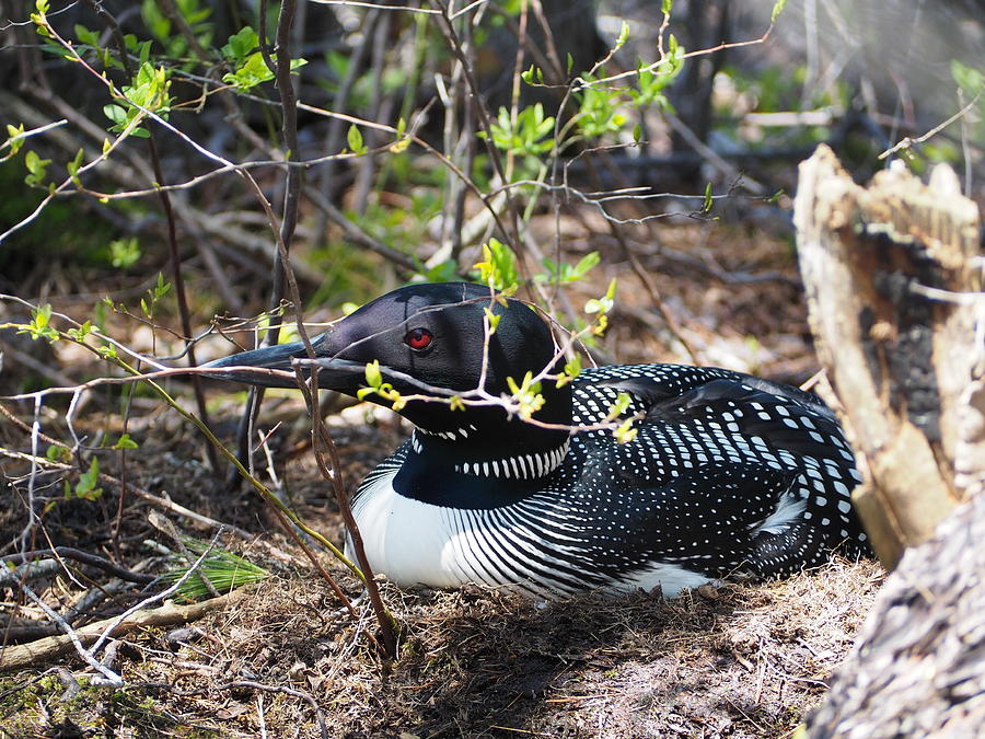 Nesting Loon Photograph by Jewels Hamrick