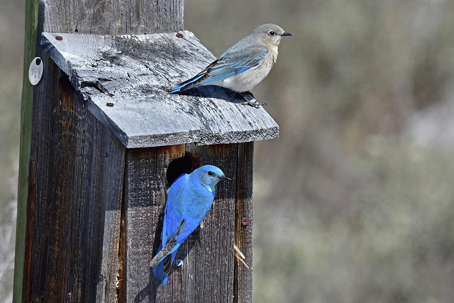 Nesting Mountain Blue Birds Photograph by Brian Wartchow - Pixels