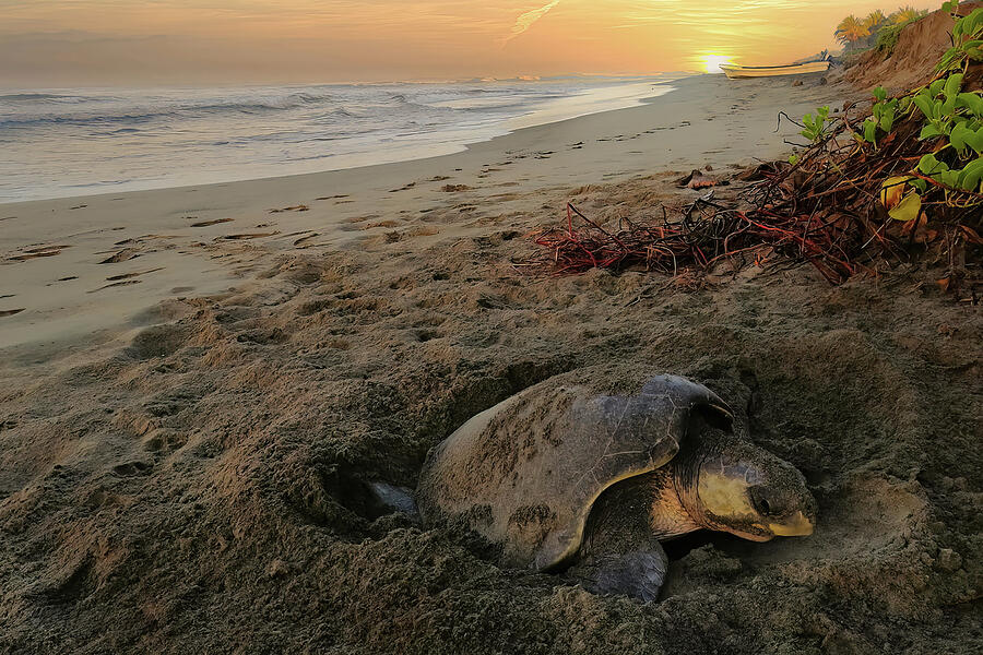 Wildlife Photograph - Nesting Olive-Ridley Sea Turtle by William Mertz Photography
