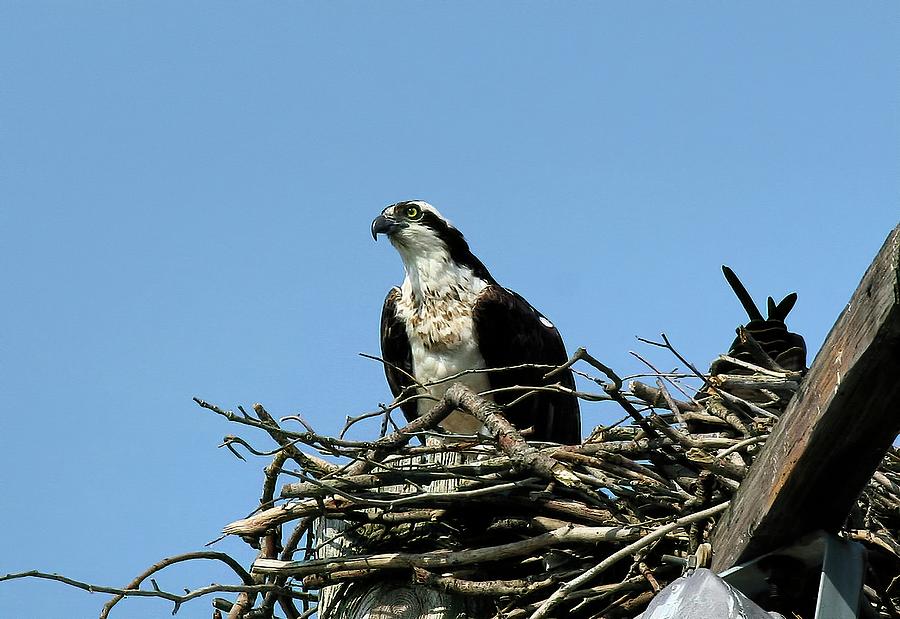 osprey nesting behavior