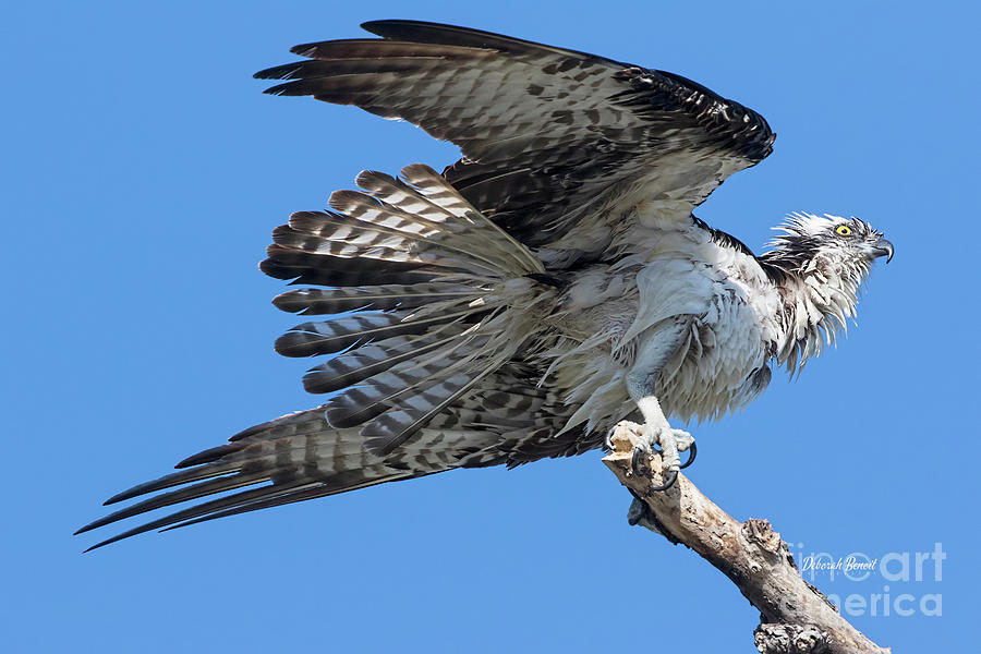 Osprey Photograph - Nesting Osprey 2020 by Deborah Benoit