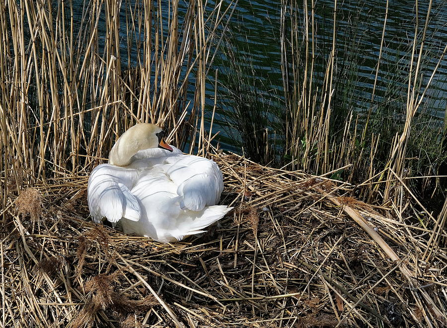 Nesting Swan Photograph by Jeff Townsend