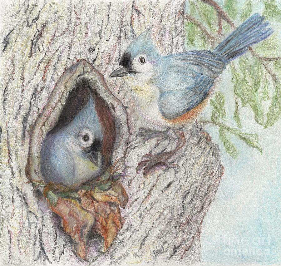 Nesting Titmouse Drawing by Bev Veals