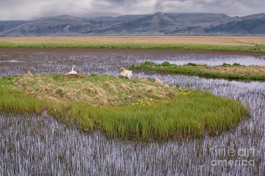 Nesting Whooper Swans In Remote Lagoon, Iceland Photograph by Philip Preston