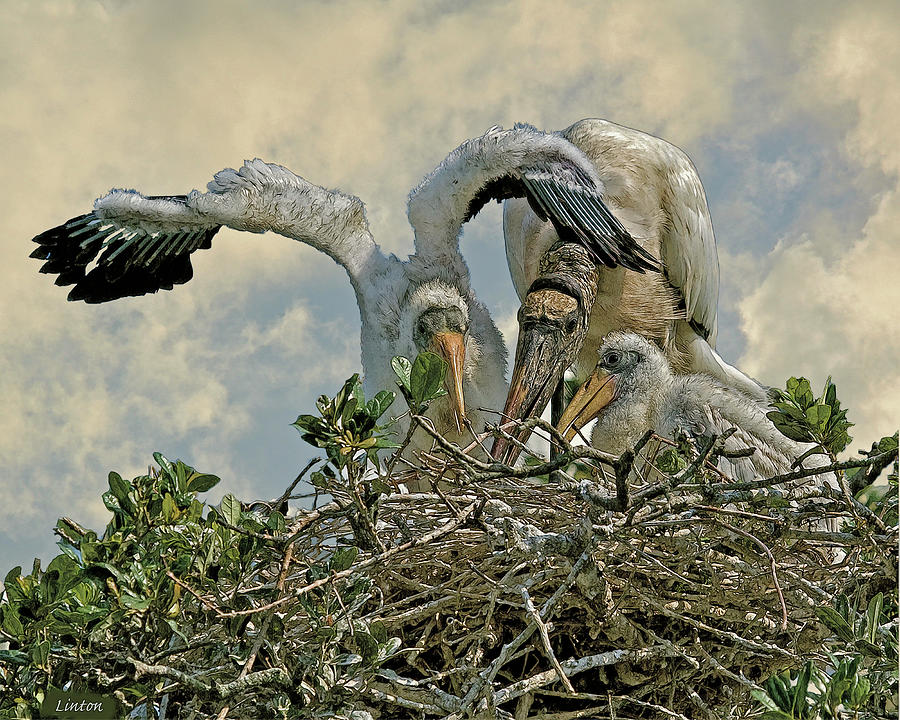 Nesting Wood Storks Cps Digital Art by Larry Linton