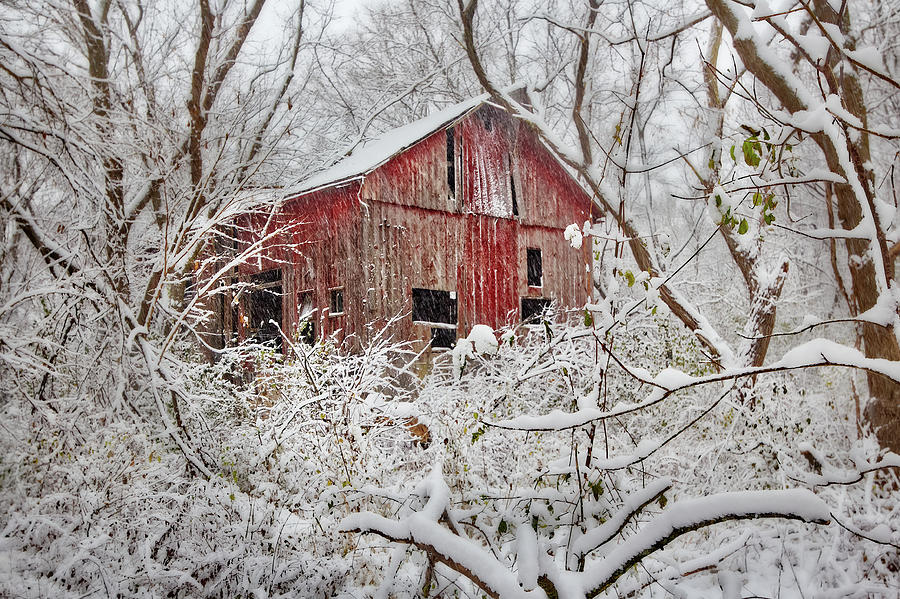 Nestled in for Winter - Old abandoned barn amidst trees in snowstorm Photograph by Peter Herman