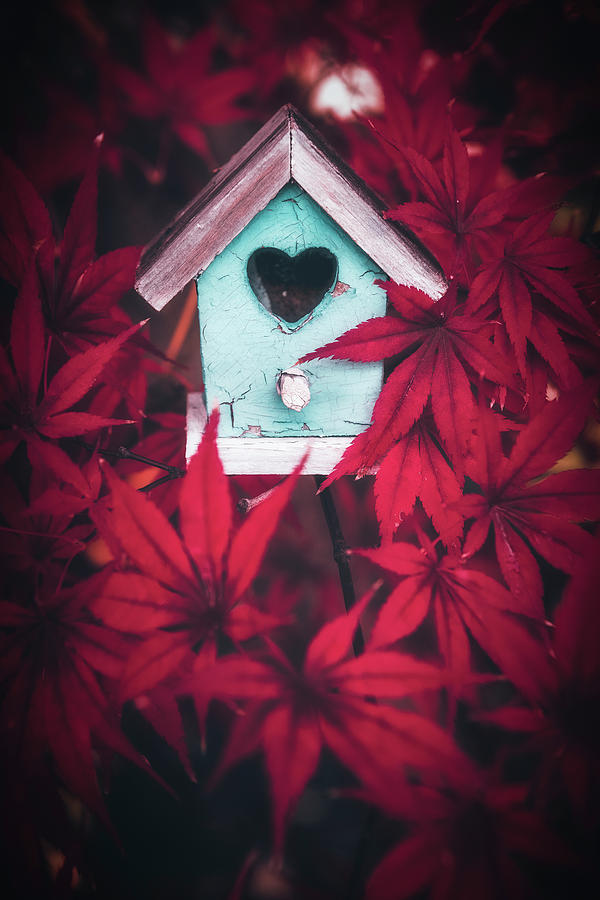 Nestled in the Red Photograph by Philippe Sainte-Laudy