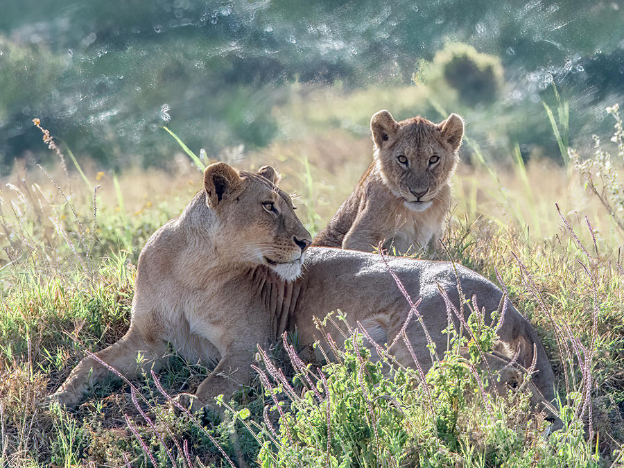 Nestled in the Savannah, Serengeti National Park Photograph by Marcy Wielfaert