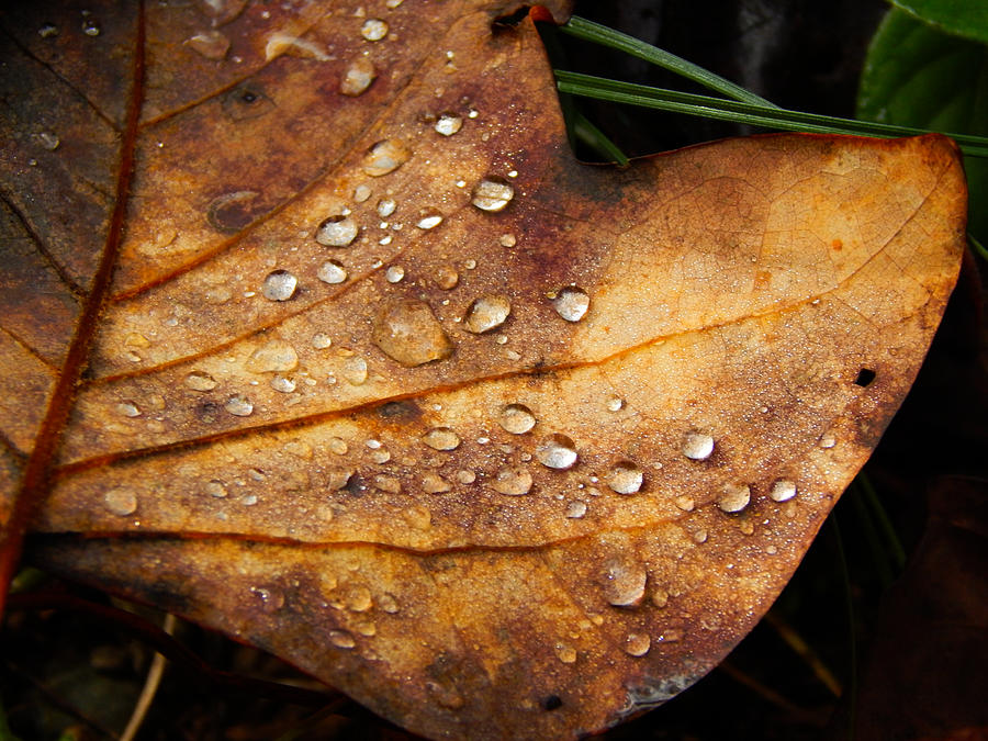 Nestled Leaf Meditation Photograph By Sandra Martin - Fine Art America