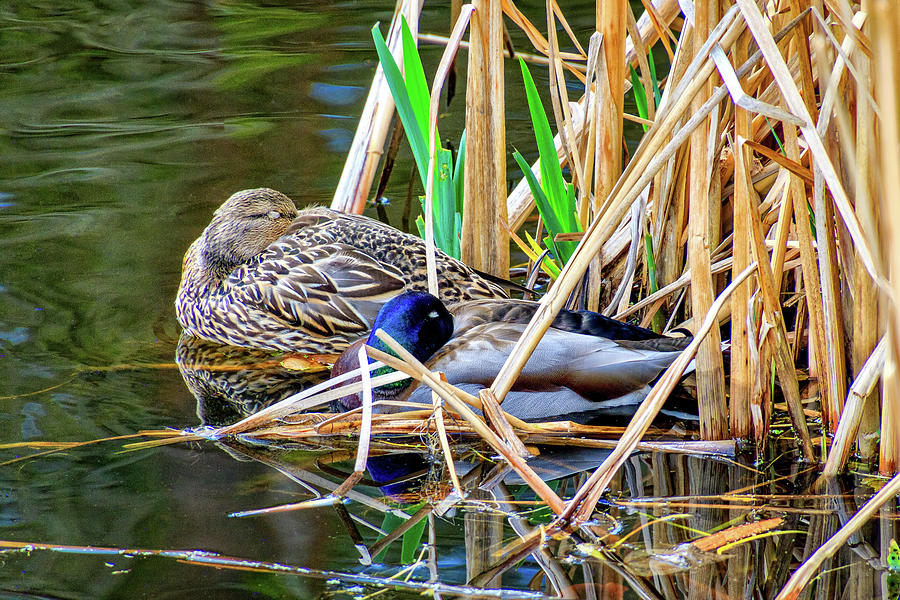 Nestling in the Reeds Photograph by Larey and Phyllis McDaniel
