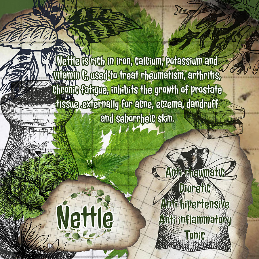 Nettle Herbal Vintage Page Photograph By Ana Naturist Fine Art America