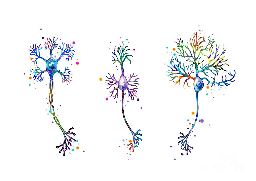Neuron Art Nerve Cell Watercolor Artwork Neurology Art Biology Gift Digital Art by White Lotus